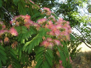 Albicja (Albizia julibrissin) jedwabne drzewo zdjęcie 3
