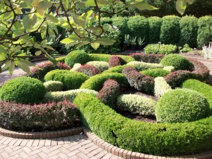 Bukszpan (Buxus sempervirens) c2 zdjęcie 3