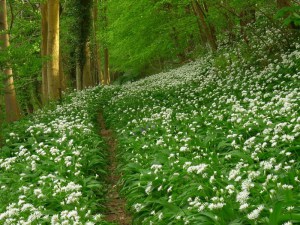 Czosnek niedźwiedzi (Allium ursinum) sadzonka zdjęcie 3