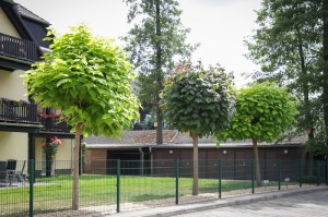 Katalpa, surmia (Catalpa bignonioides) c10 zdjęcie 3