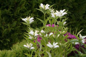 Żółwik ukośny (Chelone obliqua) Alba c1 zdjęcie 2