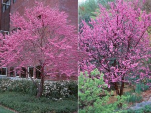 Judaszowiec chiński (Cercis chinensis) Avondale c4 zdjęcie 3