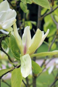 Magnolia Banana Split c3 zdjęcie 3