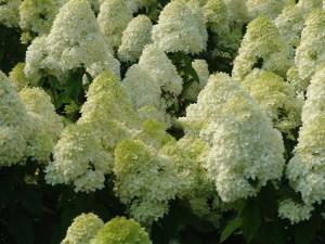 Hortensja bukietowa (Hydrangea paniculata) Limelight c3 zdjęcie 3
