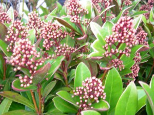 Skimia japońska (Skimmia japonica) Rubella zdjęcie 3