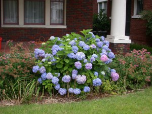 Hortensja ogrodowa (Hydrangea macrophylla) Endless Summer zdjęcie 7