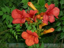Milin amerykański (Campsis) Flamenco - roślina pnąca zdjęcie 2