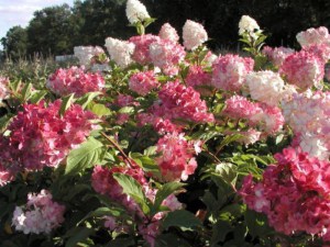Hortensja Vanille Fraise na pniu, Hortensja Renhy c3 zdjęcie 2