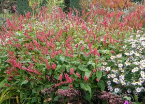 Rdest himalajski (Persicaria) JS Caliente zdjęcie 3