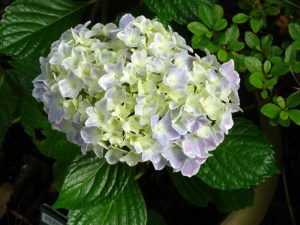 Hortensja ogrodowa (Hydrangea) Peppermint c3 zdjęcie 3