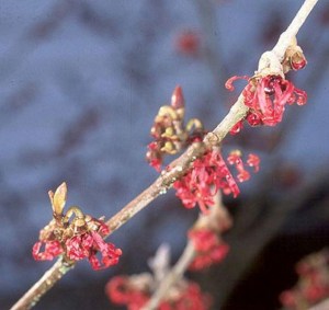 Oczar czerwony (Hamamelis intermedia) Diane c2 zdjęcie 4