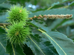 Kasztan jadalny (Castanea sativa) c2 zdjęcie 4