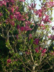 Magnolia Susan - kwitnie dwa razy w roku c5 zdjęcie 2