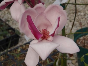 Magnolia Frank’s Masterpiece c3 zdjęcie 3