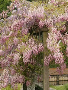 Glicynia kwiecista (Wisteria floribunda) Honbeni syn. Pink Ice zdjęcie 3