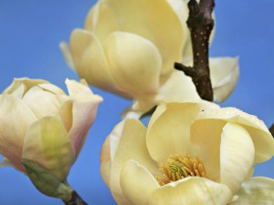 Magnolia Honey Tulip c5 zdjęcie 2