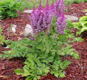 Tawułka chińska (Astilbe chinensis) Pumila zdjęcie 1