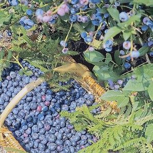 Borówka amerykańska Darrow zdjęcie 2