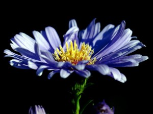 Aster krzaczasty (Aster dumosus) Blaue Lagune zdjęcie 3