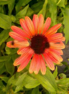 Jeżówka purpurowa (Echinacea) Pink Pearl zdjęcie 2