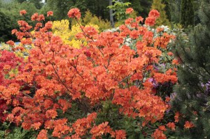 Azalia omszona (Azalea mollis) mix kolorów c1 zdjęcie 3