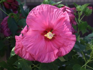 Hibiskus bylinowy (Hibiscus moscheutos) Jazzberry Jam zdjęcie 3