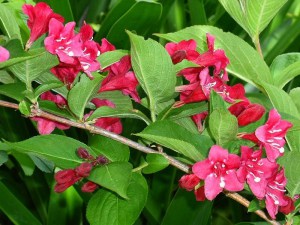 Krzewuszka (Weigela) Newport Red c2 zdjęcie 3