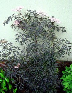 Bez czarny (Sambucus nigra) Black Lace c2 zdjęcie 3