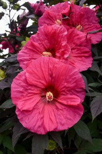 Hibiskus bylinowy (Hibiscus moscheutos) Evening Rose zdjęcie 3
