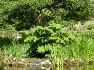 Gunera olbrzymia, parzeplin (Gunnera manicata) 6