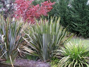Len nowozelandzki, tęgosz mocny (Phormium tenax) zielonolistny 2