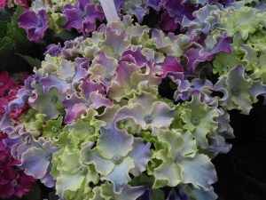 'Hortensja ogrodowa (Hydrangea) Curly Sparkle c3 zdjęcie 3' Hortensja ogrodowa (Hydrangea) Curly Sparkle c3 zdjęcie 3