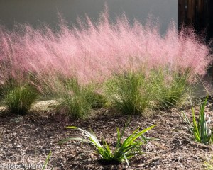 Muhlenbergia, Trawa włosowata (Muhlenbergia capilaris) zdjęcie 3