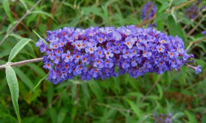 Budleja Dawida Nanho Blue, omżyn, motyli krzew c3 zdjęcie 2
