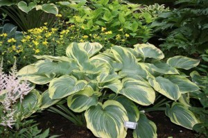 Funkia (Hosta) Earth Angel sadzonka zdjęcie 2