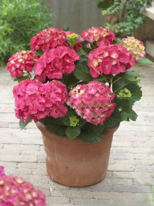 Hortensja ogrodowa (Hydrangea macrophylla) Leuchtfeuer c3 zdjęcie 2