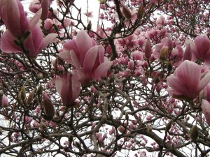 Magnolia Satisfaction rewelacyjna c4 zdjęcie 2
