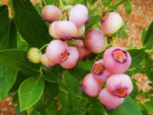 Borówka amerykańska Pink Popcorn c2 zdjęcie 3