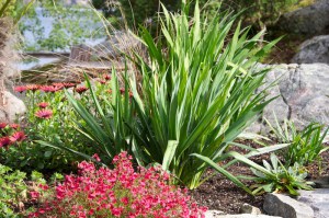 Jukka karolińska (Yucca filamentosa) Bright Edge zdjęcie 1