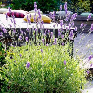 Lawenda pośrednia (Lavandula intermedia) Platinum Blonde zdjęcie 2
