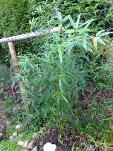 Bambus Bisseta - Fylostachys Bisseta (Phyllostachys bissetii) c2 zdjęcie 3