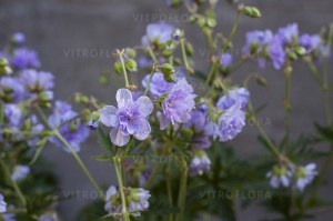 Bodziszek łąkowy (Geranium pratense) Cloud Nine zdjęcie 3