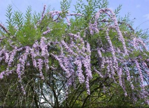Budleja skrętolistna (Budleja alternifolia) zdjęcie 2