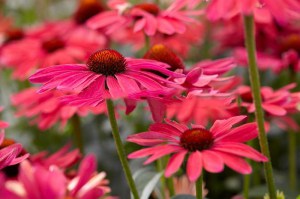 Jeżówka purpurowa Sweet Meadow Mama zdjęcie 2