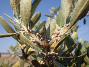 Szeferdia srebrzysta (Shepherdia argentea) c2 zdjęcie 3