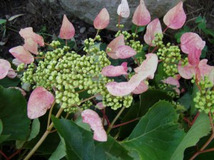 Przywarka japońska ( Schizophragma) Rosea - pnącze do cienia zdjęcie 2
