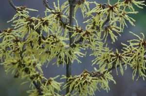 Oczar pośredni (Hamamelis intermedia) Arnold Promise c4 zdjęcie 3