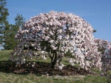 Magnolia gwiaździsta biała (Magnolia stellata) c2 zdjęcie 3