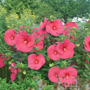 Hibiskus bylinowy (Hibiscus moscheutos) Sultry Kiss zdjęcie 3
