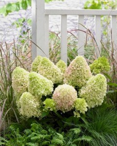 Hydrangea paniculata (Hydrangea paniculata) Little Fresco c3 zdjęcie 3